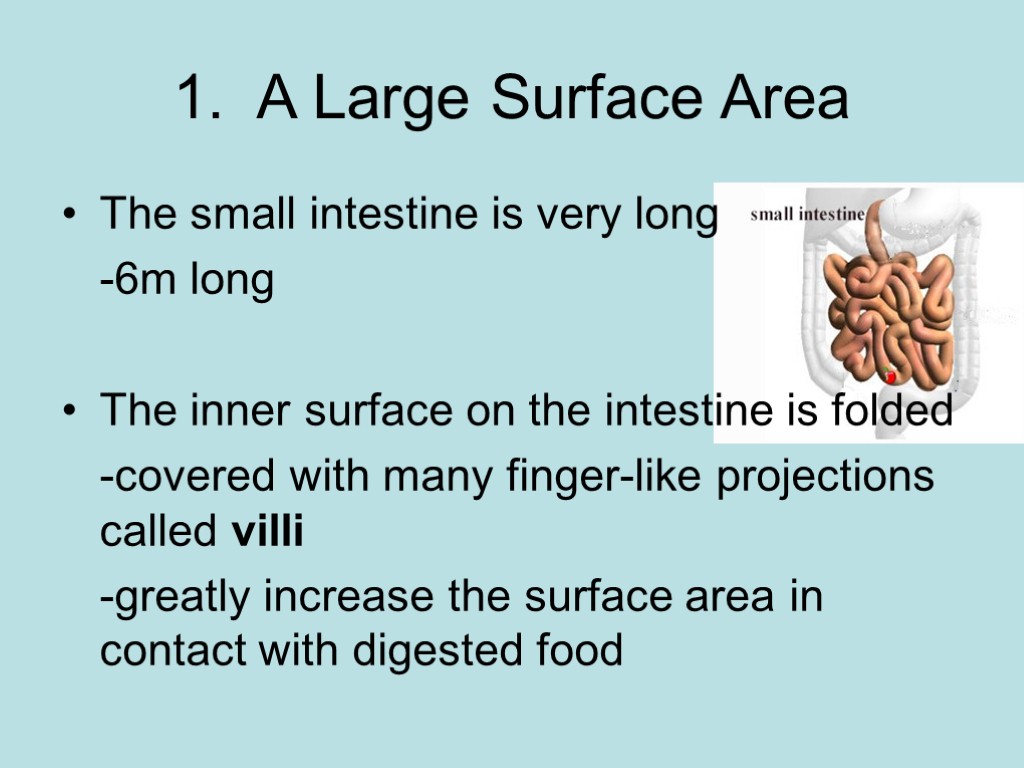 1. A Large Surface Area The small intestine is very long -6m long The